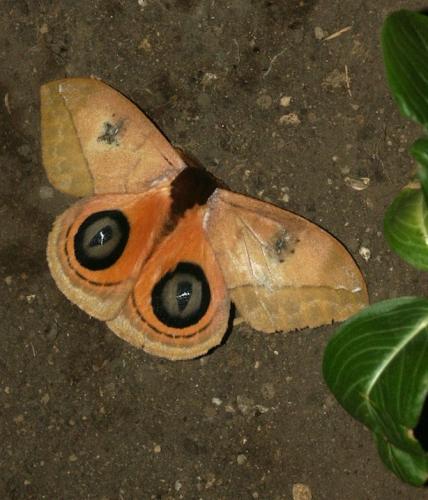 Automeris banus